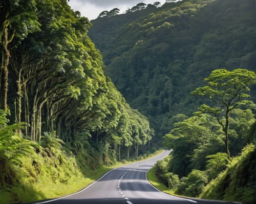 aaa,paparoa national park,mountain road,tropical and subtropical coniferous forests,carretera austral,forest road,mountain highway,winding roads,aa,new zealand,tree lined lane,punakaiki,country road,steep mountain pass,national highway,the road,province of cauca,north island,open road,gregory highway,Photography,General,Natural