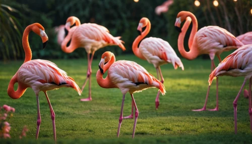 cuba flamingos,flamingos,greater flamingo,flamingoes,pink flamingos,flamingo couple,pink flamingo,two flamingo,lawn flamingo,flamingo pattern,flamingo,storks,tropical birds,group of birds,bird park,white storks,gujarat birds,ostrich farm,bird island,ostriches,Photography,General,Commercial