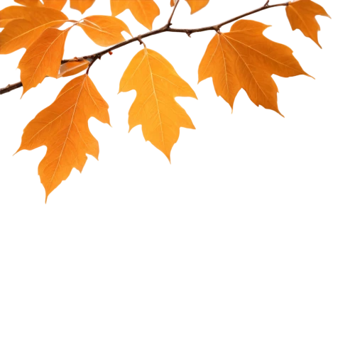 leaf background,maple foliage,autumn background,birch tree background,maple leave,spring leaf background,autumn foliage,beech leaves,tree leaves,leaf maple,autumn tree,autumnal leaves,beech leaf,leaves in the autumn,maple tree,thunberg's fan maple,colored leaves,autumn leaf paper,european beech,fall leaf border