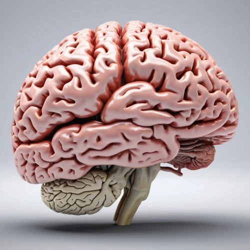 cerebrum,human brain,brain structure,brain icon,brain,cognitive psychology,neurology,brainy,magnetic resonance imaging,neurath,isolated product image,acetylcholine,emotional intelligence,neural pathways,human internal organ,neural,hippocampus,medical imaging,dopamine,neural network,Photography,General,Realistic