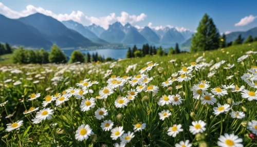 alpine meadow,the valley of flowers,alpine flowers,mountain meadow,meadow flowers,field of flowers,flower meadow,meadow landscape,flowering meadow,daisies,australian daisies,flower field,white daisies,alpine flower,meadow daisy,blanket of flowers,wildflowers,alpine meadows,summer meadow,spring meadow,Photography,General,Realistic