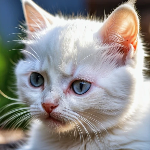 turkish angora,white cat,turkish van,blue eyes cat,cat with blue eyes,european shorthair,japanese bobtail,breed cat,american curl,cute cat,british shorthair,birman,domestic short-haired cat,kurilian bobtail,siamese cat,young cat,american wirehair,british longhair cat,cat image,feral cat,Photography,General,Realistic