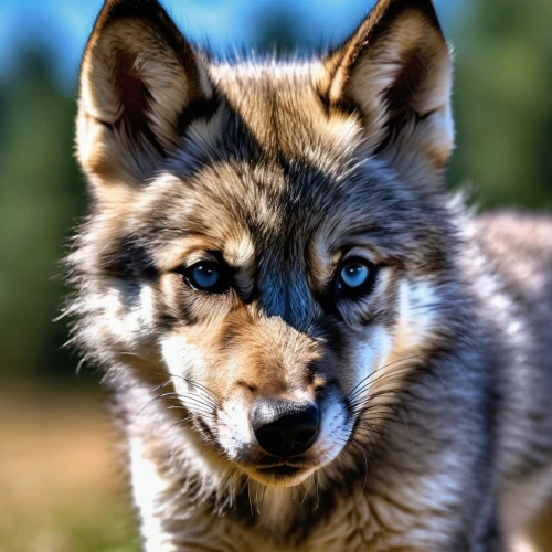 european wolf,saarloos wolfdog,sakhalin husky,husky,northern inuit dog,wolfdog,czechoslovakian wolfdog,siberian husky,gray wolf,malamute,tamaskan dog,west siberian laika,alaskan klee kai,carpathian shepherd dog,native american indian dog,bohemian shepherd,shiloh shepherd dog,canidae,east siberian laika,canis lupus,Photography,General,Realistic