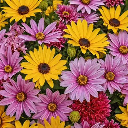 barberton daisies,colorful daisy,flowers png,colorful flowers,osteospermum,australian daisies,gerbera daisies,wood daisy background,pink daisies,african daisies,flower background,blanket of flowers,farmers market flowers,floral digital background,asteraceae,bright flowers,daisies,flower strips,daisy flowers,sun daisies,Photography,General,Realistic