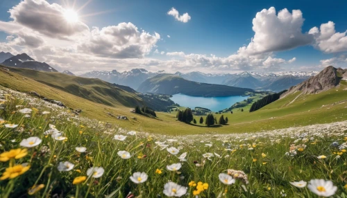 the valley of flowers,alpine meadow,lake lucerne region,alpine flowers,dolomites,southeast switzerland,dolomiti,mountain meadow,high alps,swiss alps,the alps,eastern switzerland,bernese alps,alps,bernese oberland,south tyrol,meadow landscape,landscape mountains alps,switzerland,lake lucerne,Photography,General,Realistic