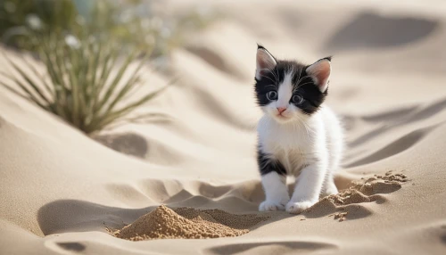 sand fox,girl on the dune,desert fox,arabian mau,aegean cat,sahara,playing in the sand,sand dune,admer dune,libyan desert,japanese bobtail,sahara desert,sand timer,desert flower,stray kitten,capture desert,palm kitten,desert plant,desert background,sand dunes,Photography,General,Commercial