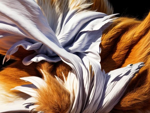 shetland sheepdog tricolour,rough collie,hawk feather,golden lion tamarin,color feathers,prince of wales feathers,feathers,parrot feathers,swan feather,feathery,beak feathers,chicken feather,white feather,ostrich feather,plumage,peacock feathers,feather,bird wing,gryphon,feather jewelry