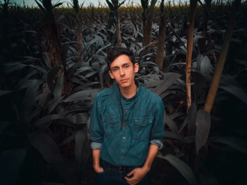 corn field,cornfield,corn stalks,bed in the cornfield,grain field panorama,grain field,forage corn,cropland,straw field,field of cereals,pineapple field,maize,corn harvest,corn,farmer,winter corn,wheat crops,wheat fields,wheat field,crops