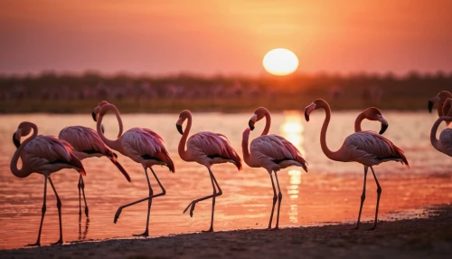 greater flamingo,doñana national park,cuba flamingos,flamingos,flamingoes,flamingo couple,etosha,pink flamingos,two flamingo,pink flamingo,migratory birds,botswana,flamingo,wildlife reserve,grey crowned cranes,the danube delta,bird island,namibia,kenya africa,herman national park,Photography,General,Commercial