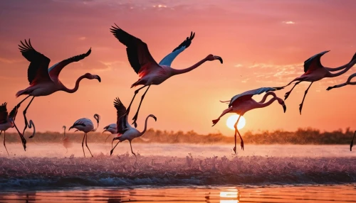 cuba flamingos,greater flamingo,flamingos,flamingo couple,flamingoes,migratory birds,colorful birds,birds in flight,two flamingo,bird island,pink flamingo,pink flamingos,storks,flying birds,white storks,grey crowned cranes,bird flight,pelicans,wild birds,flamingo,Photography,General,Commercial