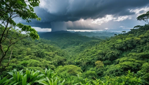 valdivian temperate rain forest,tropical and subtropical coniferous forests,costa rica,rain forest,aaa,borneo,herman national park,vietnam,sri lanka,conguillío national park,rainforest,sumatran,tropical jungle,honduras lempira,el salvador,cabaneros national park,srilanka,malaysia,kerala,province of cauca,Photography,General,Realistic