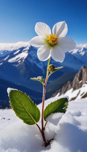 alpine flower,antarctic flora,alpine flowers,wood anemone,wood anemones,fragrant snow sea,glory of the snow,japanese anemone,fragrant snowball,alpine rose,tulip on snow,delicate white flower,flower of january,white flower,white cosmos,flower background,white rose snow queen,climbing flower,snowdrop,winter background,Photography,General,Realistic