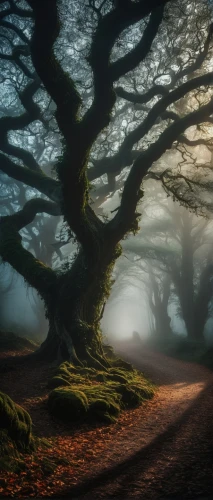 crooked forest,the roots of trees,beech trees,celtic tree,the dark hedges,magic tree,fairytale forest,enchanted forest,beech forest,oak tree,tree lined,forest tree,tree lined path,the mystical path,foggy forest,tree canopy,elven forest,fairy forest,european beech,isolated tree,Photography,General,Fantasy