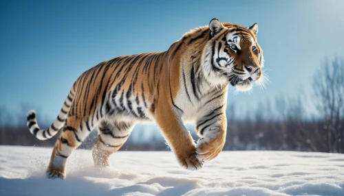 siberian tiger,bengal tiger,winter animals,asian tiger,the amur adonis,a tiger,white bengal tiger,amur adonis,bengal,chestnut tiger,tiger,amurtiger,white tiger,blue tiger,sumatran tiger,tigers,toyger,tiger cat,tigerle,tiger png,Photography,General,Cinematic