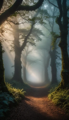 the mystical path,forest path,enchanted forest,fairytale forest,fairy forest,foggy forest,tree lined path,forest glade,forest of dreams,hollow way,wooden path,elven forest,the path,germany forest,holy forest,pathway,crooked forest,forest road,hiking path,forest walk,Photography,General,Fantasy