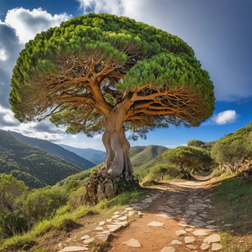 canarian dragon tree,dragon tree,argan tree,celtic tree,argan trees,araucaria,flourishing tree,tree of life,teide national park,snake tree,upward tree position,canary islands,prostrate juniper,la gomera,isolated tree,yoshua tree national park,the japanese tree,serra de tramuntana,two needle pinyon pine,magic tree,Photography,General,Realistic