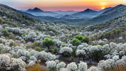 the chubu sangaku national park,apricot blossom,almond trees,huangshan mountains,yunnan,huangshan maofeng,mount scenery,the landscape of the mountains,flowerful desert,herman national park,blooming trees,mountainous landscape,sonoran desert,salt meadow landscape,almond blossoms,fragrant snow sea,baihao yinzhen,apricot flowers,mountain landscape,cotton grass