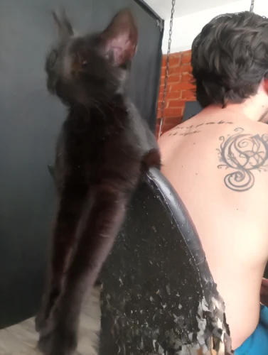 tattoo artist,cat warrior,ritriver and the cat,gata,kiribath,tattoo,cat love,perseus,skater boy,tattoos,i love my cat,with tattoo,pet black,hairdresser,freestyle bite,forbidden love,stray cats,personal grooming,blackmetal,my back