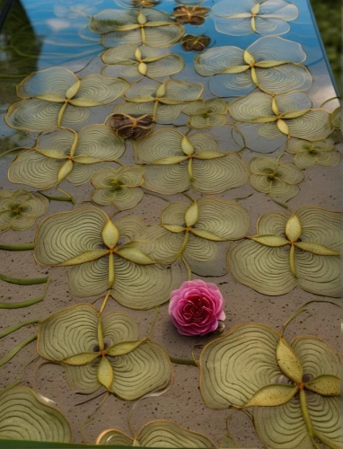 water lily plate,lotus on pond,water lilies,lily pads,lotus pond,pink water lilies,giant water lily,water lotus,lily pond,large water lily,lotus flowers,water lily,pond flower,lotuses,lily pad,waterlily,floral rangoli,lilly pond,white water lilies,flower painting,Photography,General,Realistic