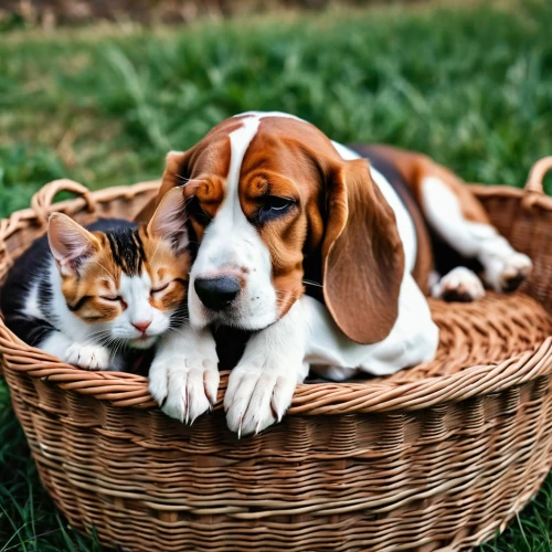 basset hound,picnic basket,dog and cat,dog - cat friendship,pet vitamins & supplements,english coonhound,peaches in the basket,beagle,coonhound,eggs in a basket,cute animals,easter basket,wicker basket,american foxhound,flowers in basket,treeing walker coonhound,cute puppy,dog crate,puppies,bread basket,Photography,General,Realistic