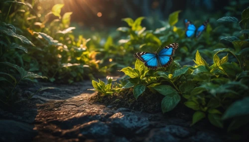 blue butterflies,butterfly isolated,butterfly background,blue butterfly background,fireflies,isolated butterfly,aurora butterfly,ulysses butterfly,garden butterfly-the aurora butterfly,blue morpho butterfly,blue morpho,chasing butterflies,mountain bluets,fairy forest,butterflies,satyrium (butterfly),large aurora butterfly,morpho butterfly,blue butterfly,moths and butterflies,Photography,General,Fantasy