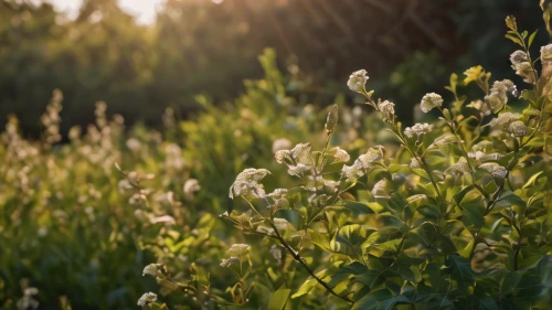 yellow sweet clover,meadow plant,medium quaking grass,golden samphire,meadowsweet,panicle,japanese meadowsweet,sweetscented bedstraw,blooming grass,beardtongue,field flowers,arrowgrass,noxious weed,cotton grass,dogbane family,smartweed-buckwheat family,fleabane,forage clover,flowering meadow,grass blossom,Photography,General,Natural