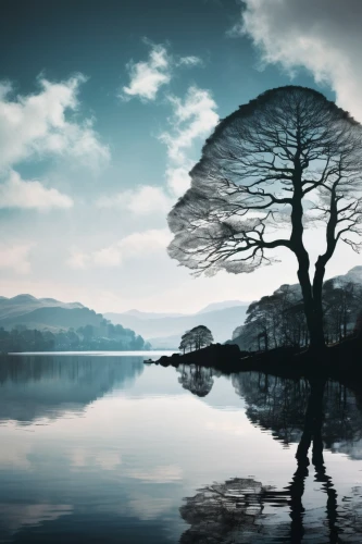 lake district,isolated tree,lone tree,floating over lake,loch,bare tree,reflection in water,ladybower reservoir,multiple exposure,loch drunkie,beautiful lake,lakes,landscape photography,wet lake,reflection of the surface of the water,celtic tree,water reflection,mirror water,the japanese tree,the lake,Photography,Artistic Photography,Artistic Photography 07