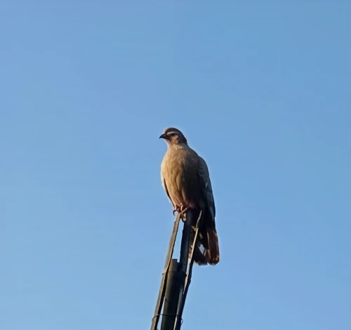hawk perch,common myna,noisy miner,lanner falcon,new zealand falcon,perching bird,pied myna,perched on a wire,myna,bulbul,perched bird,aplomado falcon,male finch,kestrel,singing hawk,turdus philomelos,desert buzzard,field pigeon,pale chanting goshawk,king buzzard
