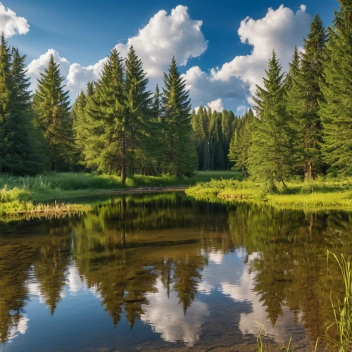 temperate coniferous forest,coniferous forest,tropical and subtropical coniferous forests,background view nature,northern black forest,bavarian forest,meadow and forest,slowinski national park,green trees with water,forest landscape,landscape background,ore mountains,meadow landscape,nature landscape,forest background,evergreen trees,landscape nature,salt meadow landscape,spruce forest,natural landscape,Photography,General,Realistic