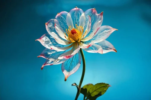 guernsey lily,blue chrysanthemum,colorado blue columbine,flower of water-lily,aquilegia olympic,aquilegia japonica,trollius download,lily flower,stargazer lily,lapland columbine,columbine,water lily flower,columbines,pond flower,water-the sword lily,stamens,pond lily,lily water,anemone blanda,blue flower