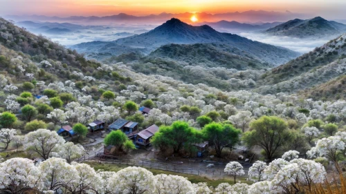 almond trees,apricot blossom,plum blossoms,yunnan,japanese cherry trees,almond tree,shaanxi province,xinjiang,apricot flowers,almond blossoms,japanese mountains,mountainous landscape,huangshan maofeng,plum blossom,argan trees,south korea,baihao yinzhen,mount scenery,huashan,huangshan mountains