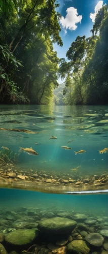 underwater landscape,underwater oasis,underwater background,waterscape,water scape,shallows,calm water,river landscape,mangroves,submerged,beautiful lake,mountain spring,eastern mangroves,calm waters,green trees with water,full hd wallpaper,freshwater,background view nature,green water,landscape background,Photography,Artistic Photography,Artistic Photography 01