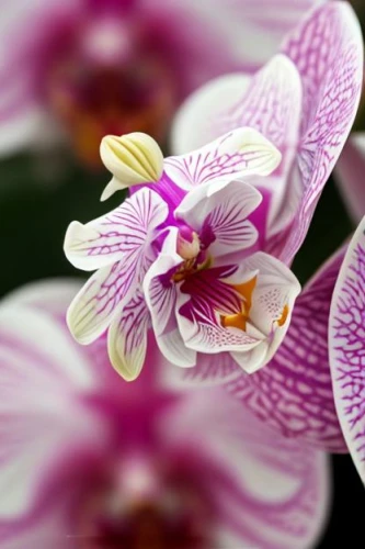 moth orchid,orchid flower,mixed orchid,orchid,orchids,wild orchid,lilac orchid,christmas orchid,phalaenopsis,butterfly orchid,orchids of the philippines,flower exotic,flowers png,phalaenopsis equestris,phalaenopsis sanderiana,exotic flower,bumblebee orchid,spider flower,stargazer lily,dragon's mouth orchid,Realistic,Flower,Orchid