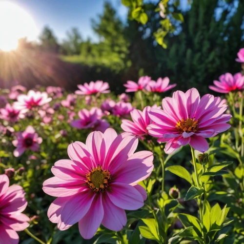 osteospermum,pink daisies,pink chrysanthemums,cosmos flower,cosmos flowers,pink dahlias,pink chrysanthemum,african daisies,dahlia pink,pink cosmea,barberton daisies,african daisy,european michaelmas daisy,pink flowers,flower background,australian daisies,chocolote cosmos,flower in sunset,garden cosmos,south african daisy,Photography,General,Realistic