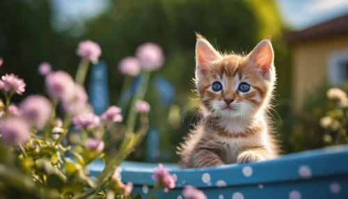 blossom kitten,ginger kitten,cat on a blue background,cute cat,flower cat,ginger cat,cat with blue eyes,tabby kitten,stray kitten,kitten,blue eyes cat,young cat,red tabby,breed cat,little cat,american wirehair,pink cat,picking flowers,flower delivery,pet vitamins & supplements,Photography,General,Commercial