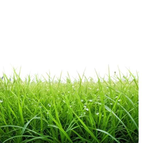 artificial grass,quail grass,wheat germ grass,lawn,green lawn,block of grass,grass,halm of grass,green grass,grass grasses,artificial turf,trembling grass,meadow fescue,girl lying on the grass,golf course grass,grass blades,lawn aerator,blade of grass,aaa,blades of grass,Photography,General,Realistic