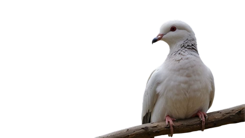 white pigeon,white grey pigeon,white pigeons,white dove,plumed-pigeon,domestic pigeon,short-billed corella,cacatua moluccensis,cockatoo,sulphur-crested cockatoo,collared dove,little corella,beautiful dove,domestic pigeons,speckled pigeon,galah,rose-breasted cockatoo,stock dove,bird pigeon,pink and grey cockatoo