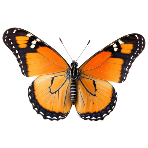 euphydryas,orange butterfly,viceroy (butterfly),butterfly vector,vanessa atalanta,polygonia,hesperia (butterfly),melitaea,butterfly clip art,vanessa (butterfly),brush-footed butterfly,white admiral or red spotted purple,large tortoiseshell,lepidoptera,checkerboard butterfly,boloria,scotch argus,milbert s tortoiseshell,butterfly isolated,lycaena phlaeas,Photography,General,Realistic