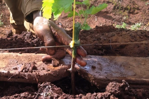 root crop,cassava,clay soil,seedlings,bush tomato,sweet potato farming,planting,field cultivation,tree watering,stock farming,irrigation,plant and roots,irrigation system,sowing,cereal cultivation,plant sap,plantation,permaculture,seedling,wine growing