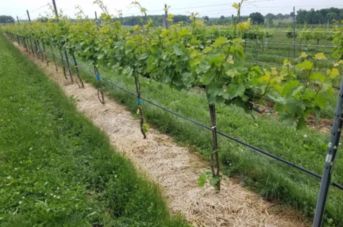 wine growing,wine-growing area,passion vines,castle vineyard,vineyard,winegrowing,grapevines,viticulture,vineyards,grape vines,grape plantation,grape vine,vines,vineyard grapes,vineyard peach,vinegret,pinot noir,vine plants,the vine,wine diamond