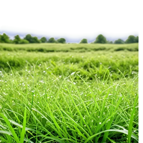 wheat germ grass,aaa,meadow fescue,ricefield,grass grasses,arrowgrass,halm of grass,grass,green grass,block of grass,quail grass,long grass,barley cultivation,cultivated field,wheatgrass,lawn,green lawn,grassland,rice cultivation,wheat grass,Photography,General,Realistic