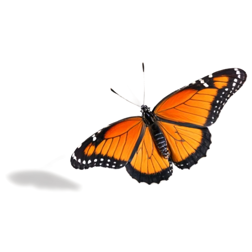butterfly vector,butterfly clip art,orange butterfly,viceroy (butterfly),butterfly background,monarch butterfly,butterfly isolated,polygonia,euphydryas,vanessa (butterfly),vanessa atalanta,isolated butterfly,hesperia (butterfly),monarch,butterfly,c butterfly,brush-footed butterfly,checkerboard butterfly,french butterfly,gatekeeper (butterfly),Photography,General,Realistic