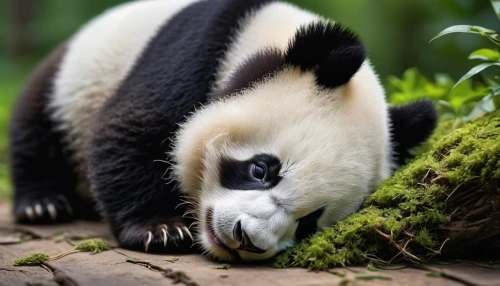 chinese panda,giant panda,panda,baby panda,panda face,panda bear,pandas,little panda,pandabear,lun,kawaii panda,panda cub,french tian,hanging panda,anteater,kawaii panda emoji,oliang,pandoro,tapir,bamboo,Photography,General,Realistic