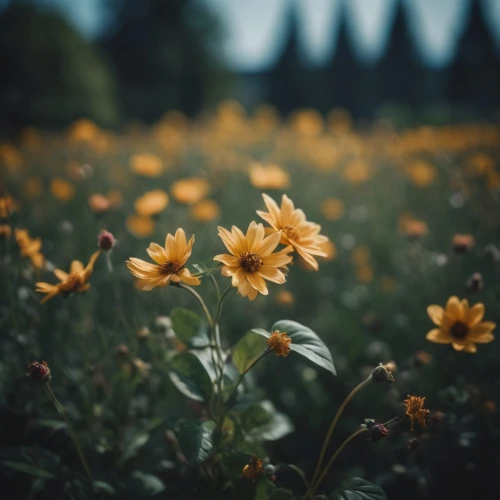 yellow daisies,yellow petals,field of flowers,meadow flowers,sand coreopsis,blanket flowers,flower field,helianthus,scattered flowers,flowers field,yellow flowers,meadow daisy,woodland sunflower,arnica,wildflowers,yellow flower,flower background,daisy flowers,wild flowers,rudbeckia,Photography,General,Cinematic