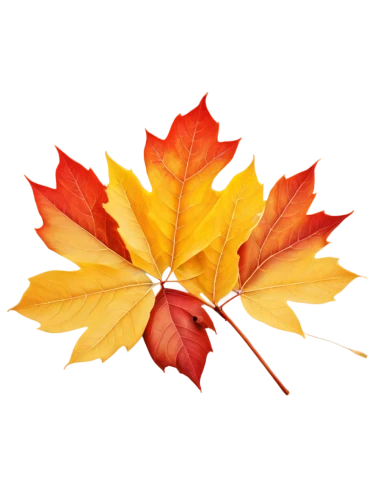 red maple leaf,maple leaf red,yellow maple leaf,leaf background,maple leaf,maple leave,autumn leaf paper,fall leaf border,fall leaf,autumn icon,autumn leaf,maple foliage,autumn background,colored leaves,autumnal leaves,red leaf,fall foliage,leaf maple,thunberg's fan maple,autumn foliage,Photography,General,Realistic