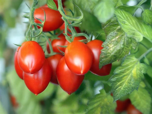 cherry tomatoes,grape tomatoes,bush tomato,vine tomatoes,capsicum annuum,roma tomatoes,punjena paprika,red bell peppers,chilli pods,solanaceae,tomatos,plum tomato,red peppers,italian sweet pepper,ripening process,capsicums,chile de árbol,small tomatoes,hot peppers,tomatoes