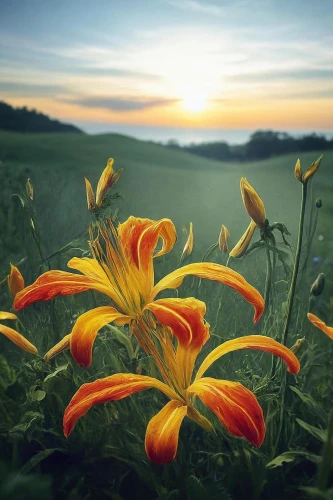 flower in sunset,day lily,orange lily,daylilies,day lily flower,lilies of the valley,blanket flowers,daylily,orange daylily,sun flowers,trumpet flower,flower field,sand coreopsis,splendor of flowers,trumpet flowers,erdsonne flower,gazania,sun daisies,summer flower,tiger lily
