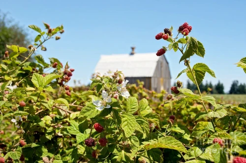 red currants,rowanberries,lingonberry,chokecherry,lingonberry jam,european gooseberries,redcurrants,mennonite heritage village,currant bush,garden currant,native raspberry,currants,red currant,rose hip bush,fruit trees,many currants,rose hip berries,red raspberries,currant berries,wine growing