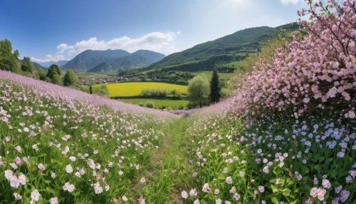 the valley of flowers,flower field,flowering meadow,field of flowers,alpine meadow,meadow landscape,flower meadow,spring meadow,meadow flowers,flowers field,mountain meadow,blooming field,wildflower meadow,centaurium,alpine flowers,summer meadow,meadow in pastel,meadow,field of rapeseeds,salt meadow landscape,Photography,General,Realistic