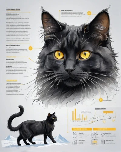 cat vector,vector infographic,infographics,gray cat,infographic elements,breed cat,maincoon,siberian cat,vector graphics,cat european,curriculum vitae,annual report,chartreux,feral cat,american bobtail,medical concept poster,wild cat,adobe illustrator,display advertising,content marketing,Unique,Design,Infographics
